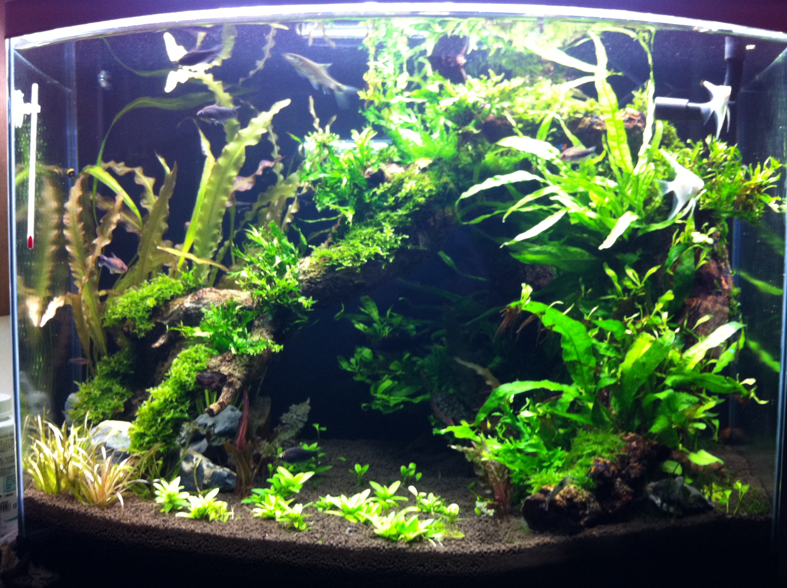  p>小型 a target="_blank" href="/item/水草/149202" data-lemmaid=