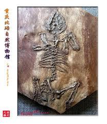张和兽属