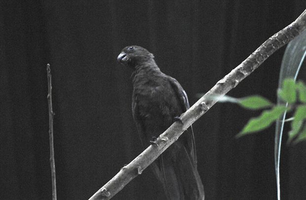  p>非洲黑鹦鹉(学名:coracopsis nigra)是典型的 a href="#" data