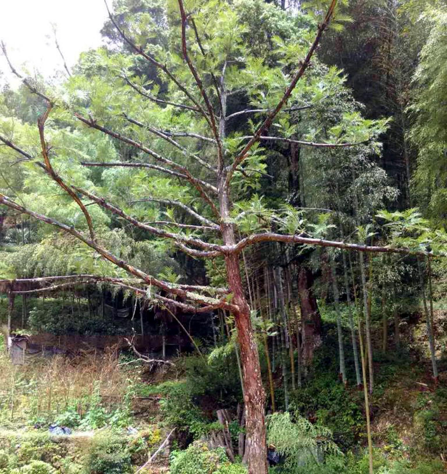  p>白豆杉(学名: i>pseudotaxus chienii /i> (cheng) cheng)是红豆杉