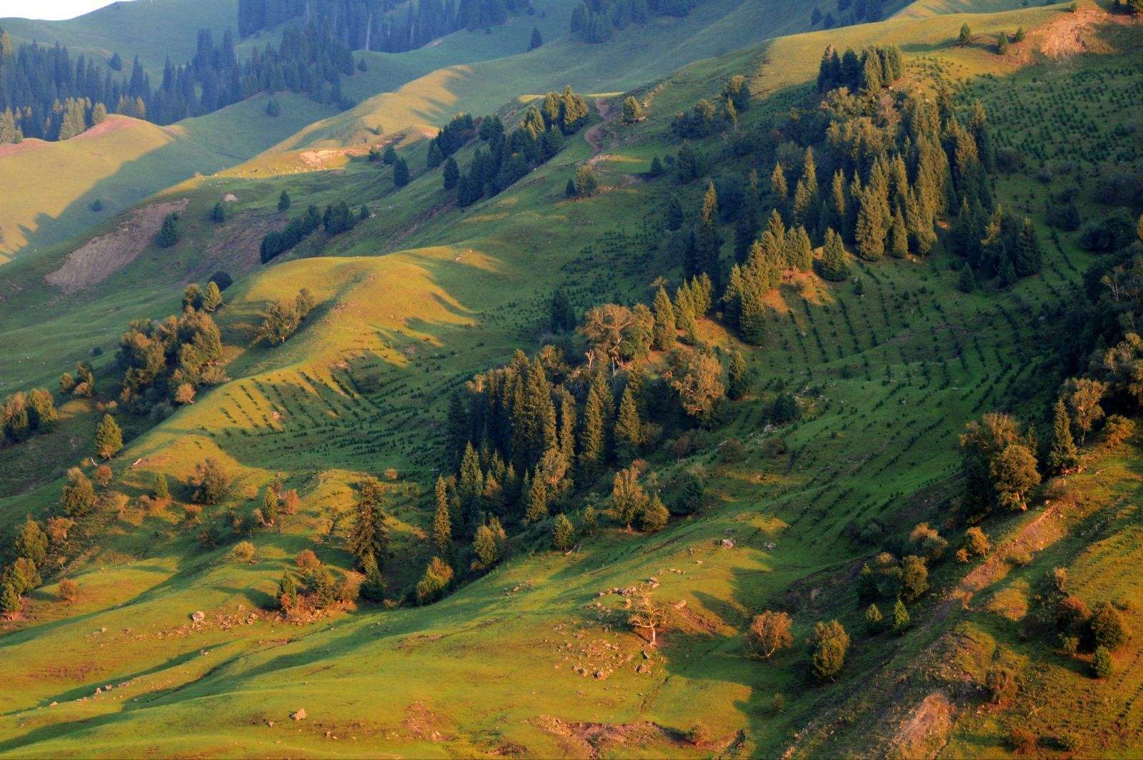 唐布拉百里风景旅游区