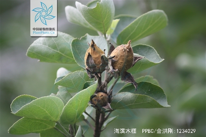  p>海滨木槿(学名: i>hibiscus hamabo /i> sieb. et zucc.