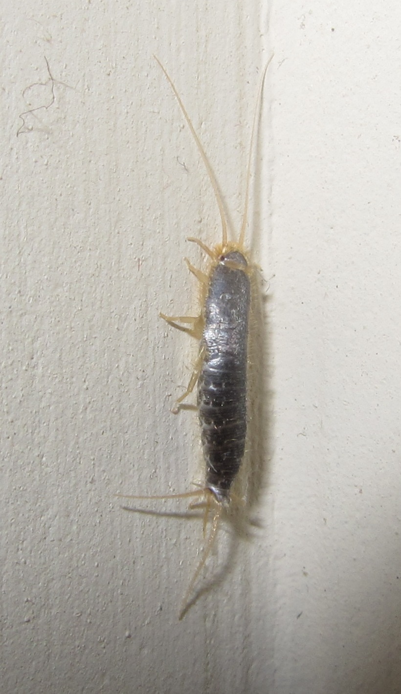 虫,蠹鱼,璧鱼,燕尾虫等,是一类较原始的无翅小型昆虫,属缨尾目,衣鱼科