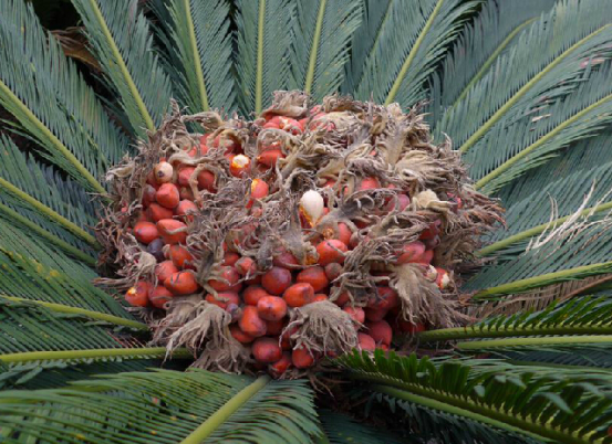 为苏铁科植物苏铁 i>cycas revoluta /i> thunb.的花(大孢子叶).