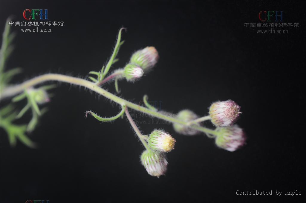  p>矮脚苦蒿,中药名.