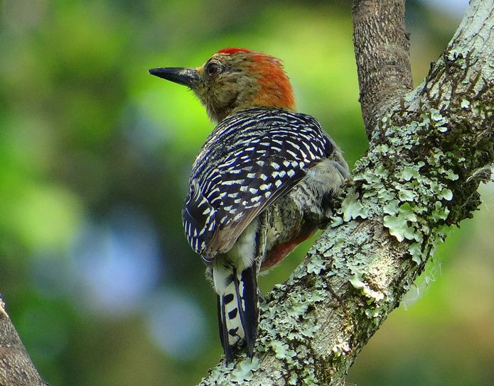 科伊瓦岛红冠啄木鸟