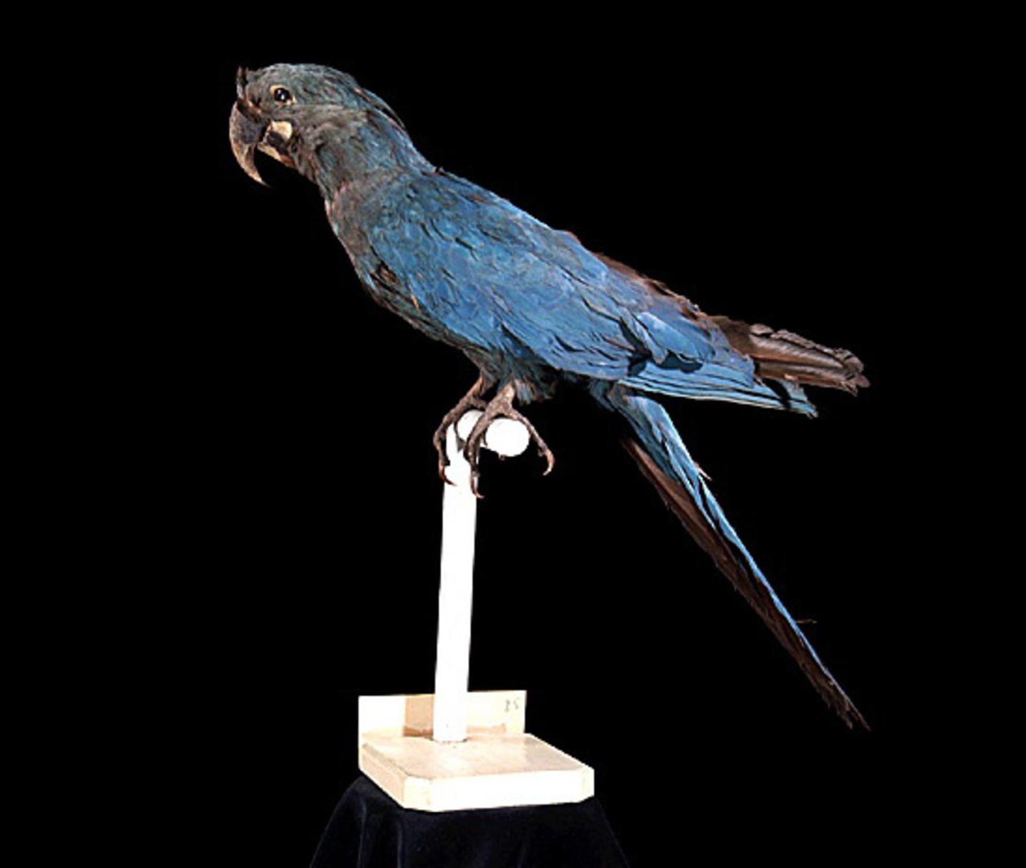  p>绿松石金刚鹦鹉(学名: i>anodorhynchus glaucus /i>):是鸟纲,鹦鹉