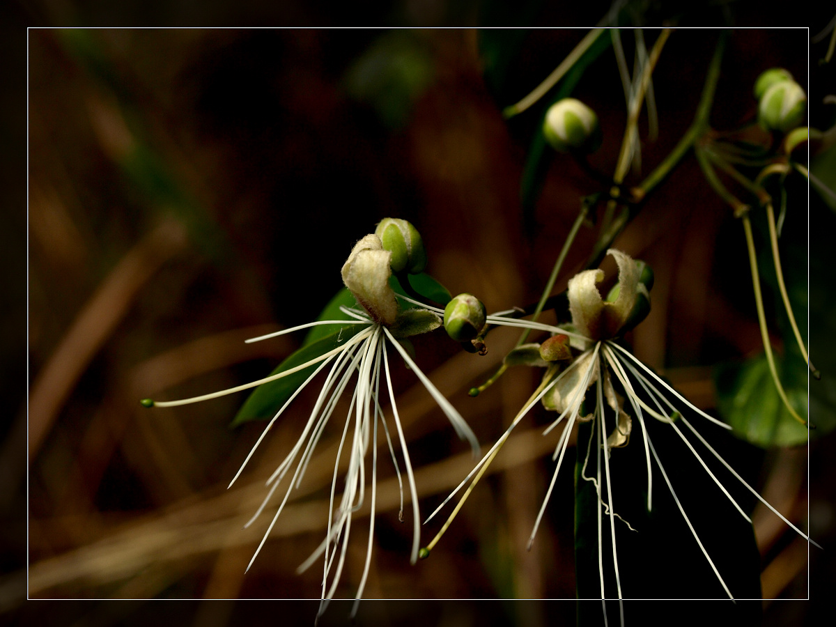  p>野香橼花,中药名.