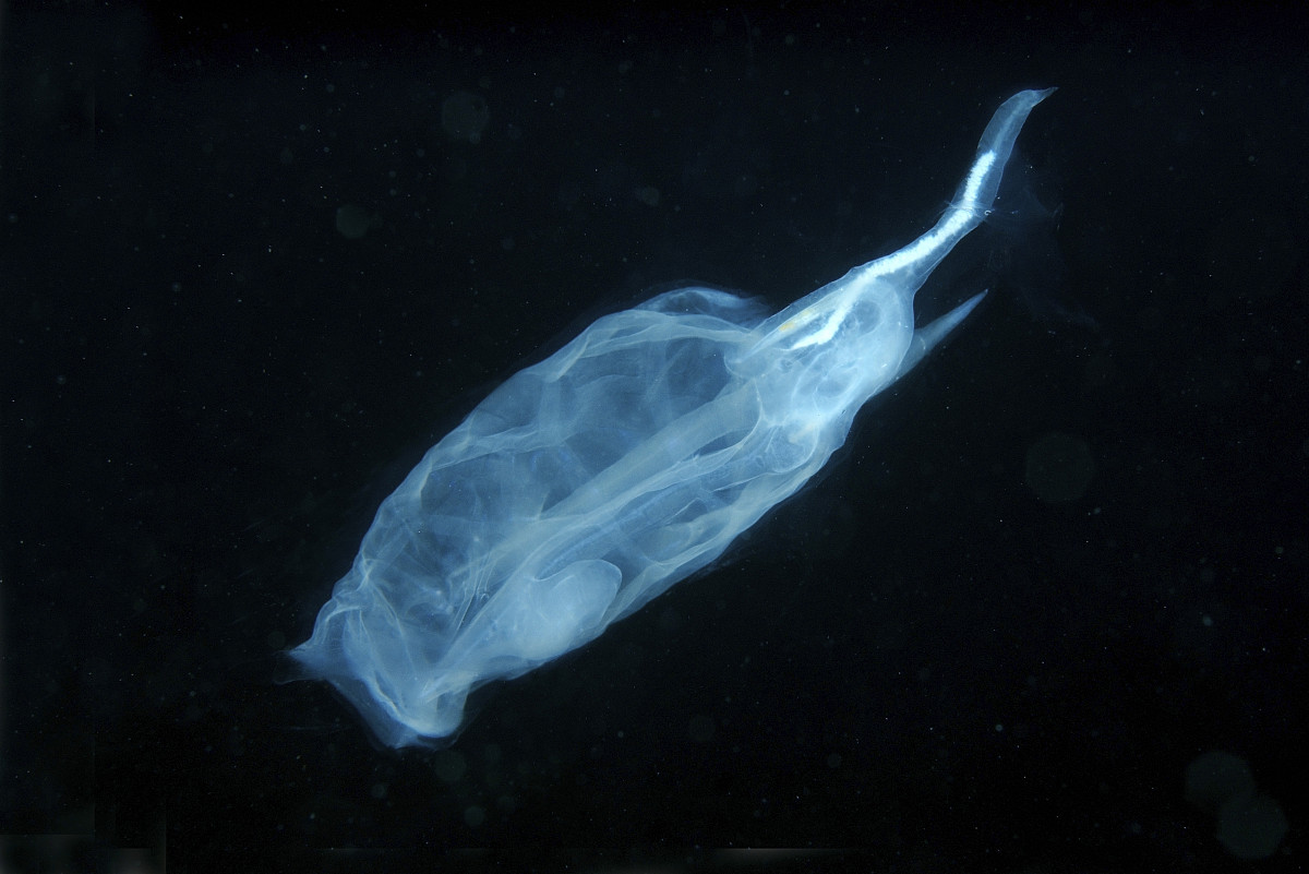  p>樽海鞘[zūn hǎi qiào],英文名salpa,以水中的 a target="_blank