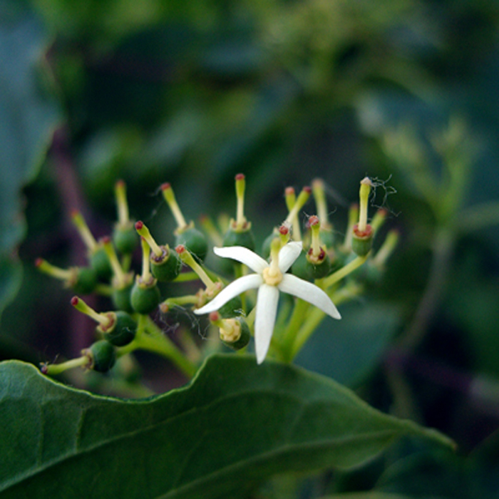  p>灰叶梾木(学名: i>swida poliophylla  /i>(schneid.