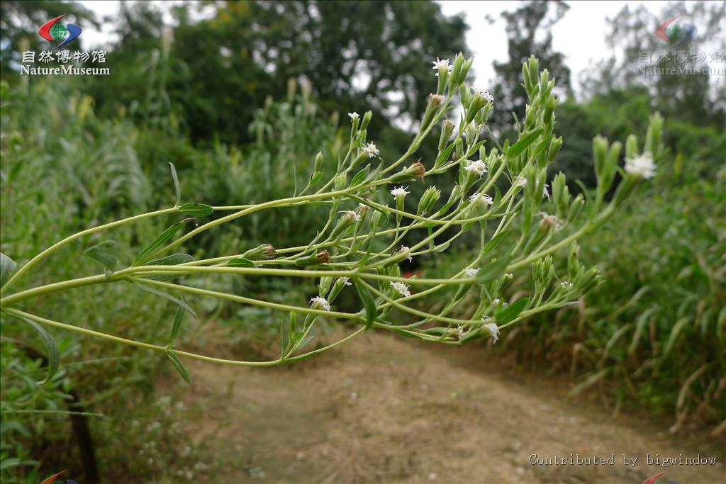  p>甜菊是菊科,菊目的植物. /p>