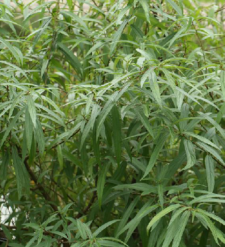  p>长叶水麻,中药名.