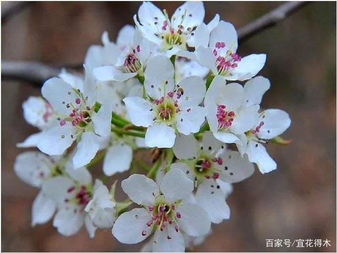 棠梨鉴赏｜东风二月淮阴郡，唯见棠梨一树花_百科TA说