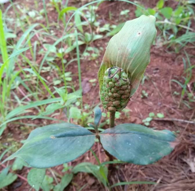 arisaema multisectum engl.