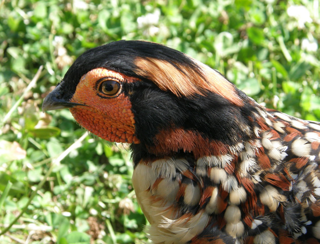  p>黄腹角雉(学名: i>tragopan caboti /i>):是鸟纲,雉科中国特产的一