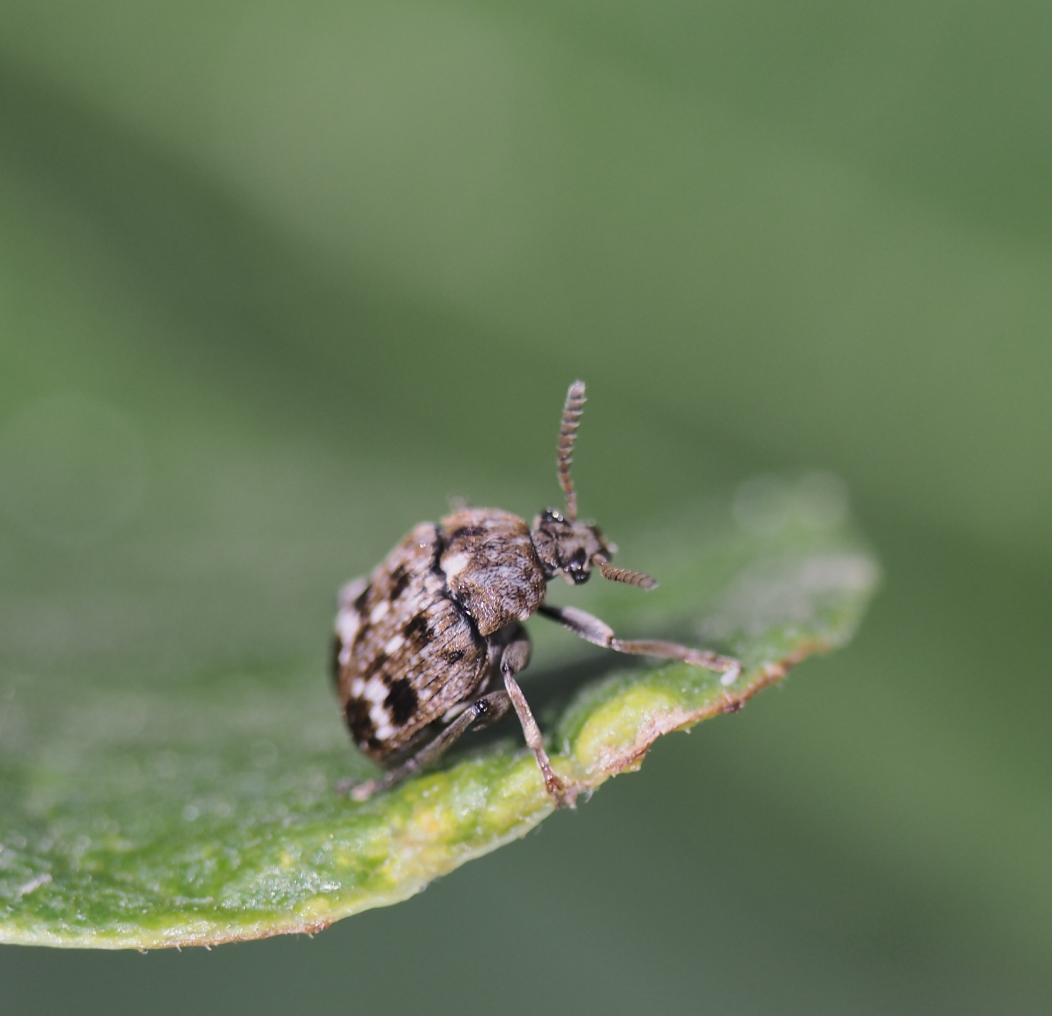  p>豌豆象(学名: i>bruchus pisorum /i>)是豆象科,豆象属昆虫.