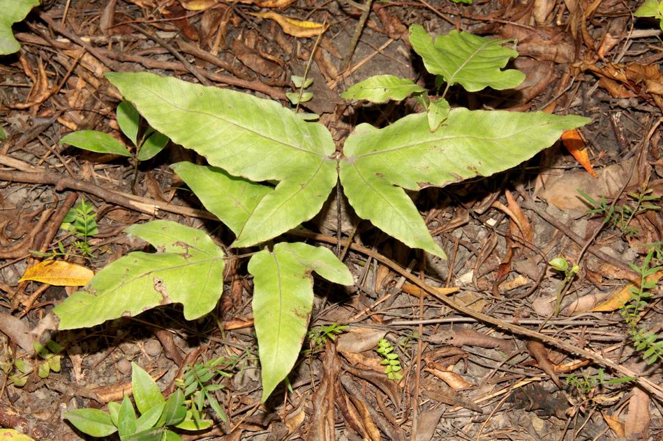  p>三叉蕨(拉丁学名: i>tectaria subtriphylla  /i>(hook. et arn.