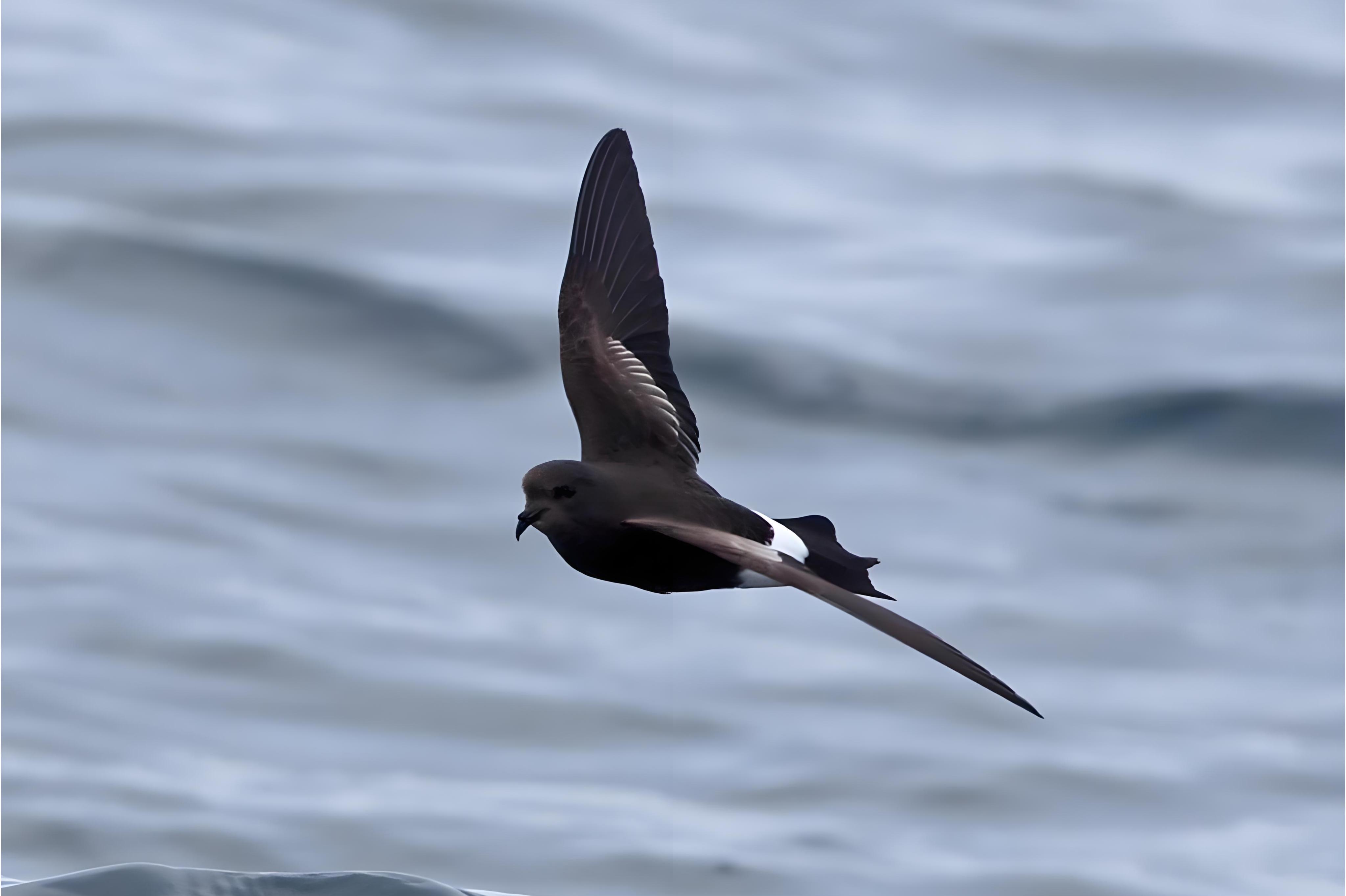 17厘米)的小巧深褐色<a target="