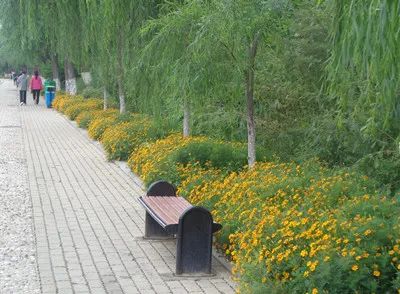 孔雀草初秋盛放第一眼就爱上啦 百科ta说
