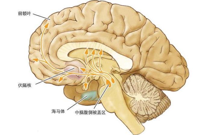  p data-id="gnwfdile96">伏隔核(nucleus accumben)位于 a target="