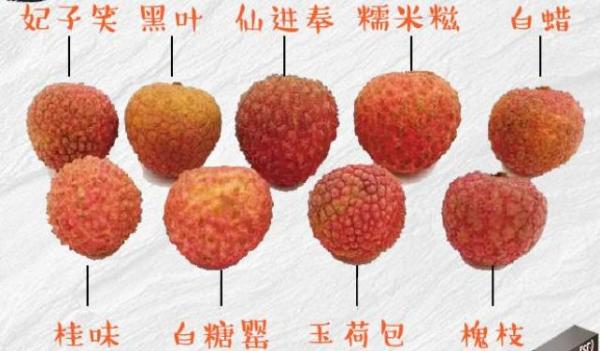 妃子笑（无患子科荔枝属植物）_百度百科