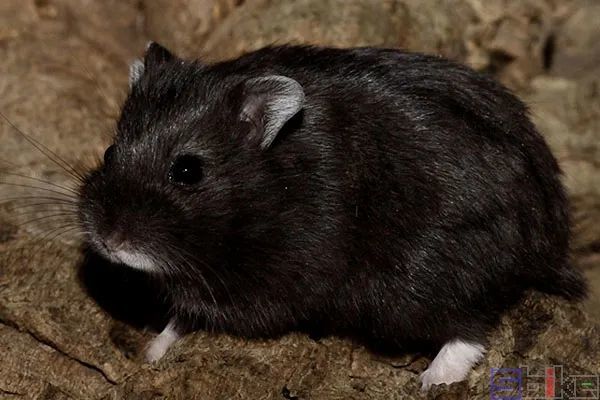  p data-id="gnbi6b1mps">仓鼠的一种,因其形态和毛色与黑熊相似,故称