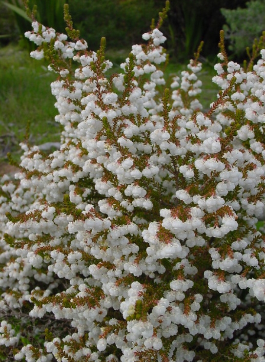  p>铃兰欧石南(学名: i>erica /i>  i>formosa /i> thunb.