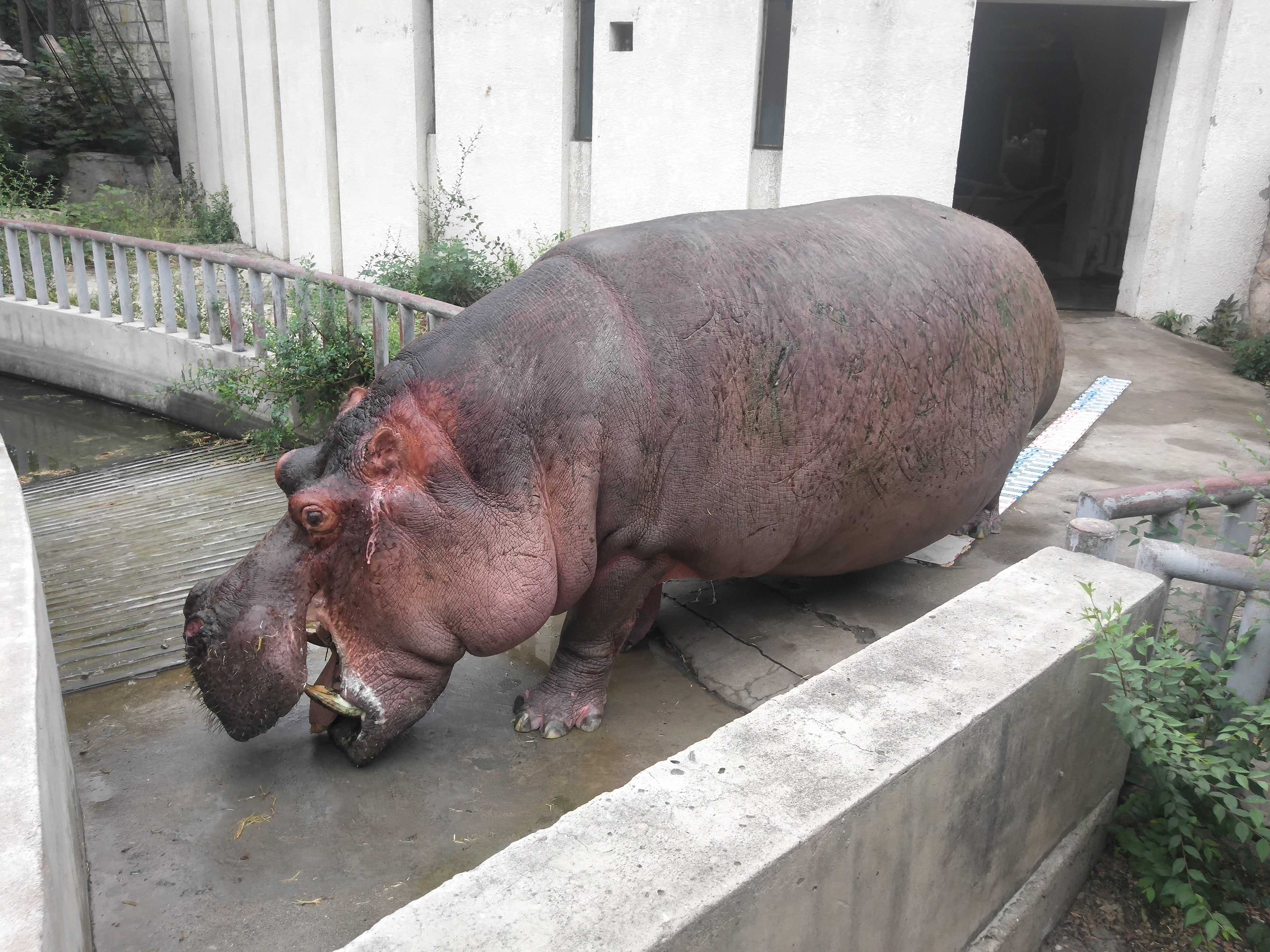  p>河马科 hippopotamidae偶蹄目的 1科.共有2属2种.