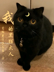 我的黑猫大人
