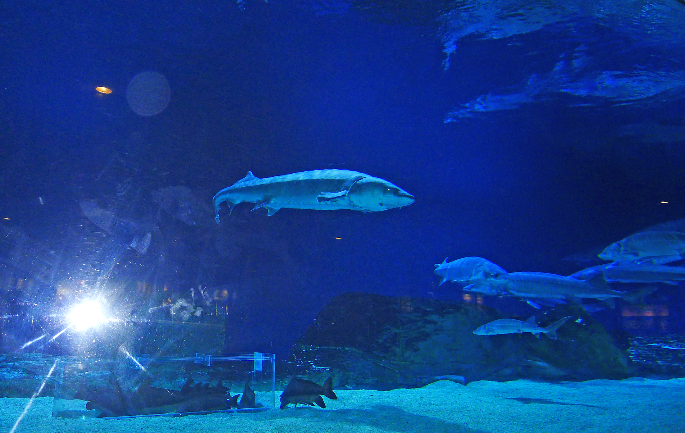  p>北京工体富国海底世界是 a href="#" data-lemmaid="1122445">中国