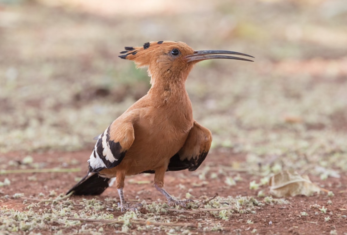  p>非洲戴胜(学名: i>upupa africana /i>):是戴胜科,戴胜属鸟类.