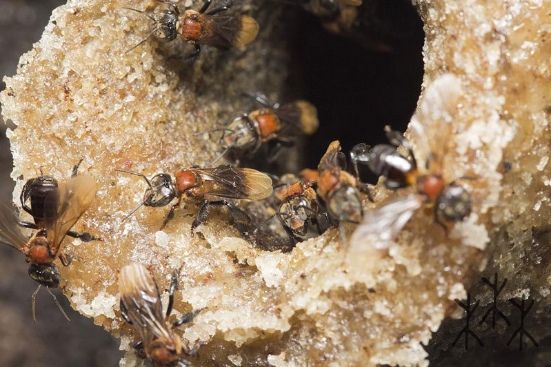  p data-id="gnwj6mammq">酸蜂属于无刺蜂种