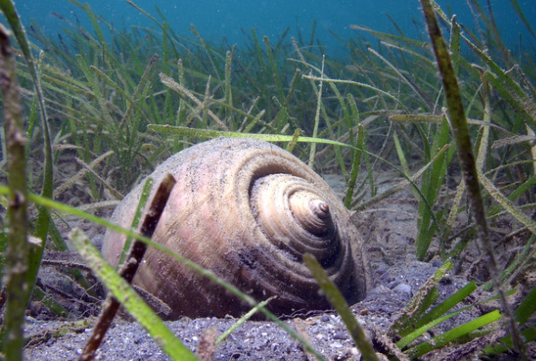  p>栗色鹑螺(学名: i>tonna galea /i>):是玉黍螺目,鹑螺科,鹑螺属的