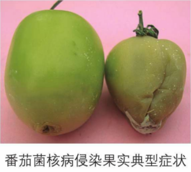 番茄菌核病