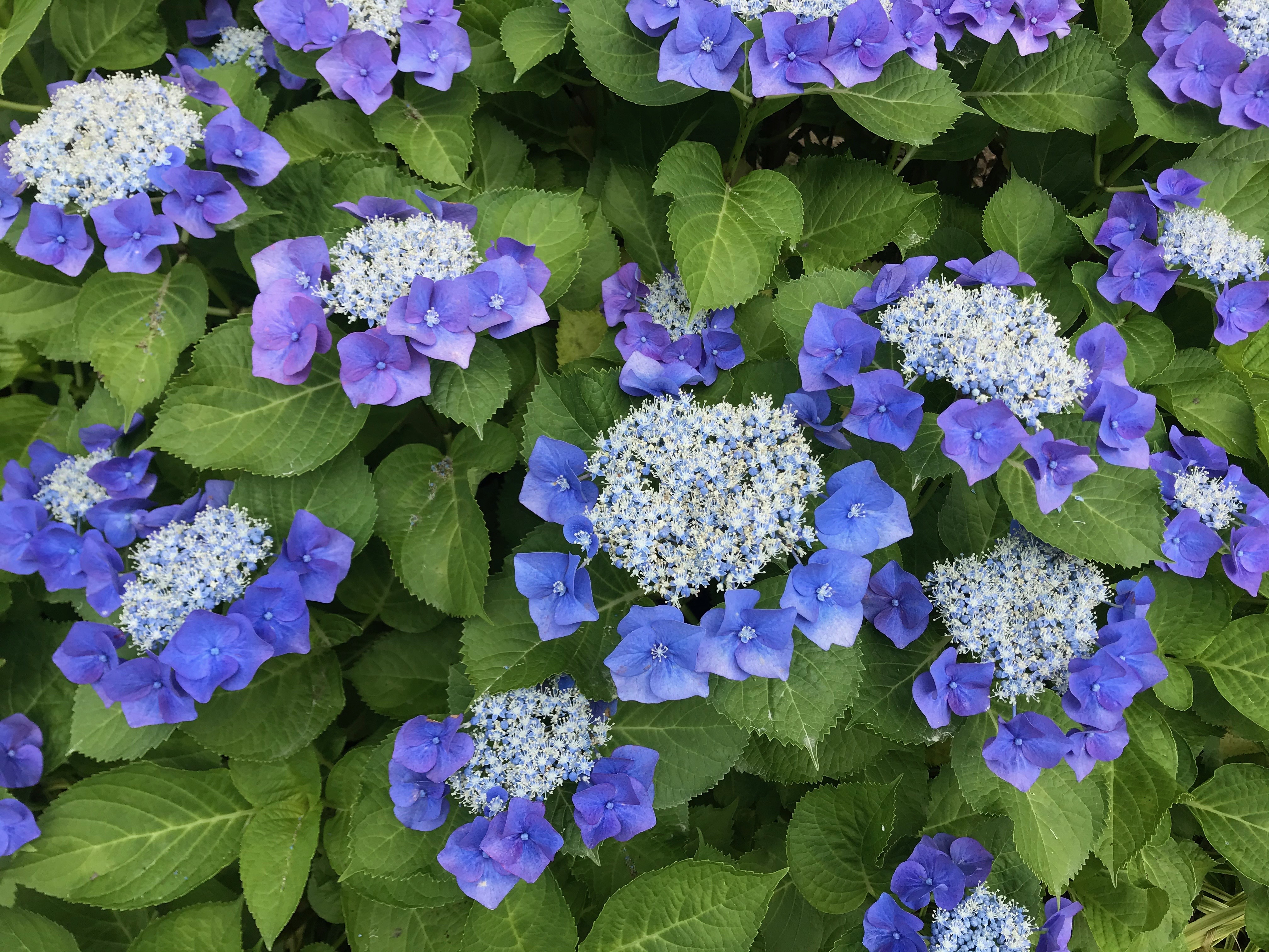 为绣球花科植物.