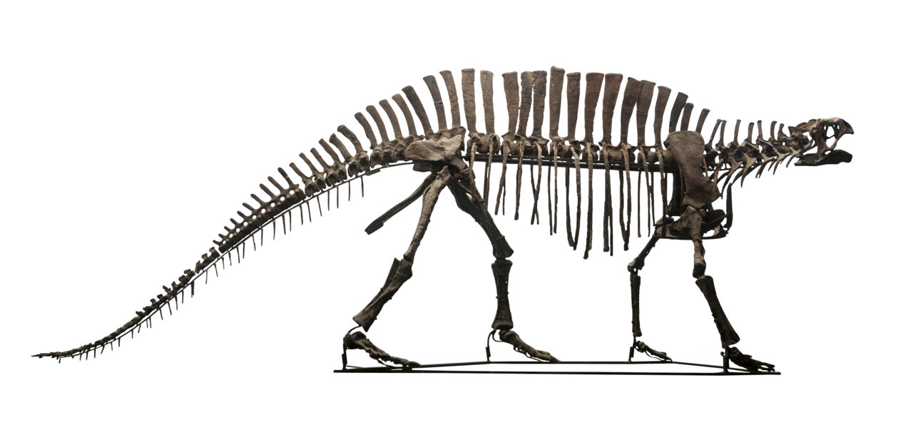 无牙芙蓉龙骨架