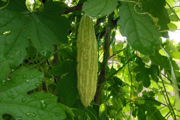 广汉特大长白苦瓜