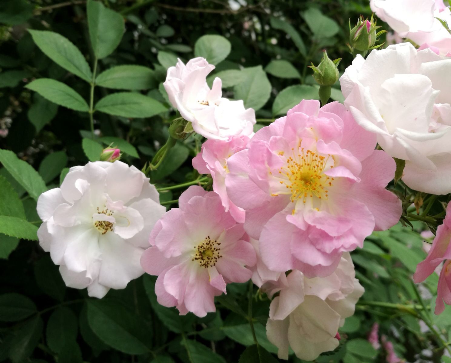 野蔷薇安农大荷花蔷薇