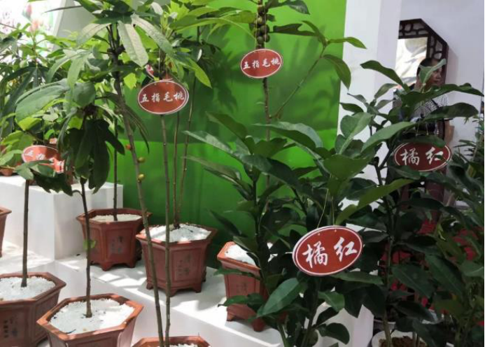 广东人挚爱的煲汤药材——粗叶榕_百科TA说