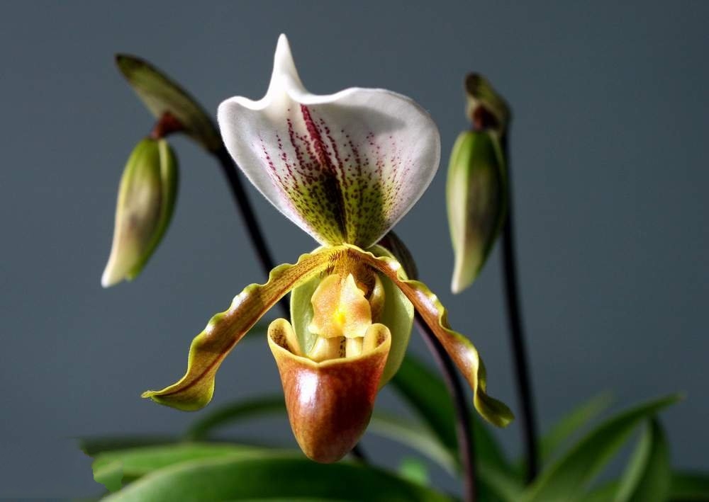 p>美丽兜兰(学名: i>paphiopedilum  /i>meili)是兰科,兜兰属 a