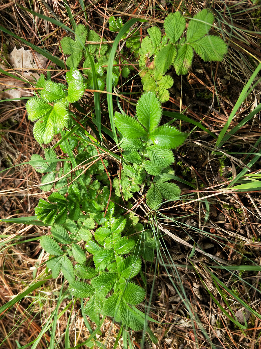  p data-id="gnt3el97oi">翻白草 b>( /b> i>potentilla discolor /i>