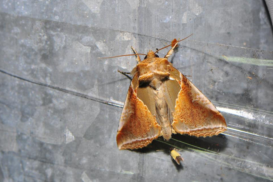 (werny,1966)),是 a target="_blank" href="/item/波纹蛾科/8602551"