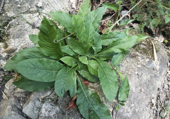 地胆草 你知道多少 百科ta说