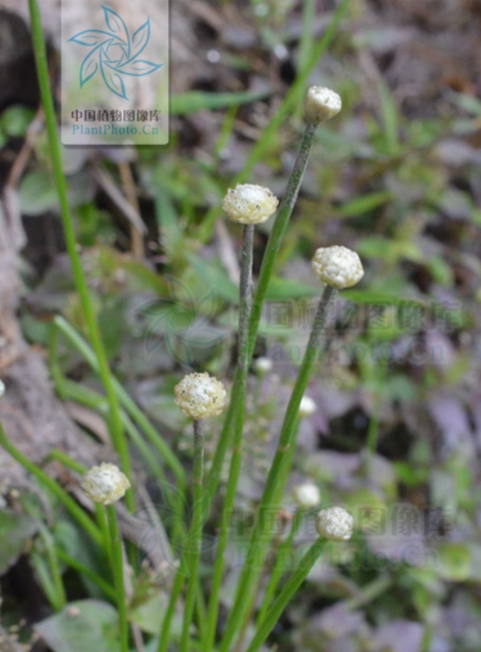  p>江南谷精草(学名: i>eriocaulon faberi /i> ruhland)是谷精草科