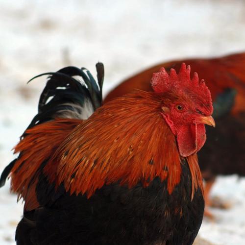 海佩科红羽肉鸡