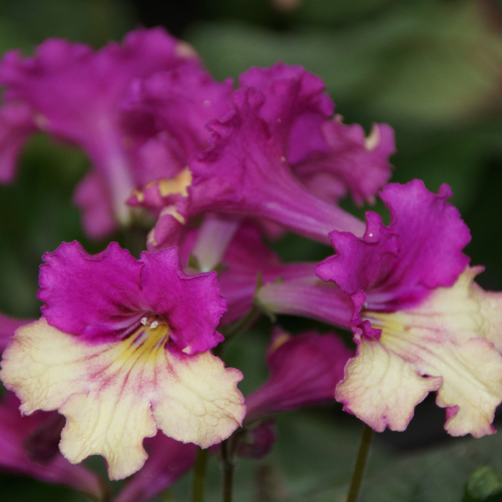  i>streptocarpus × hybridus /i> kaven)是苦苣苔科,海角苣苔属植物