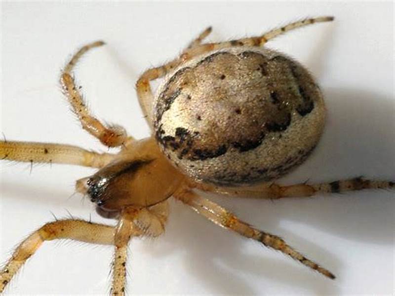 apicalis}-)为 a target="_blank" href="/item/花皮蛛科/15673235"