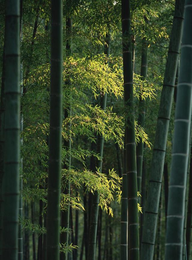 竹的意蕴和神髓_百科TA说