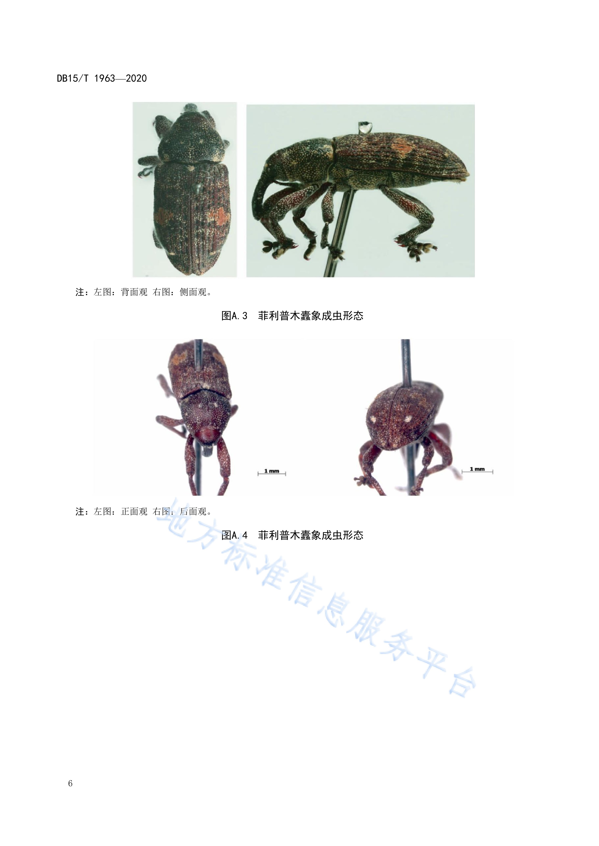  p>《菲利普木蠹象检疫鉴定方法》(db15/t 1963-2020)是2020年9月28日