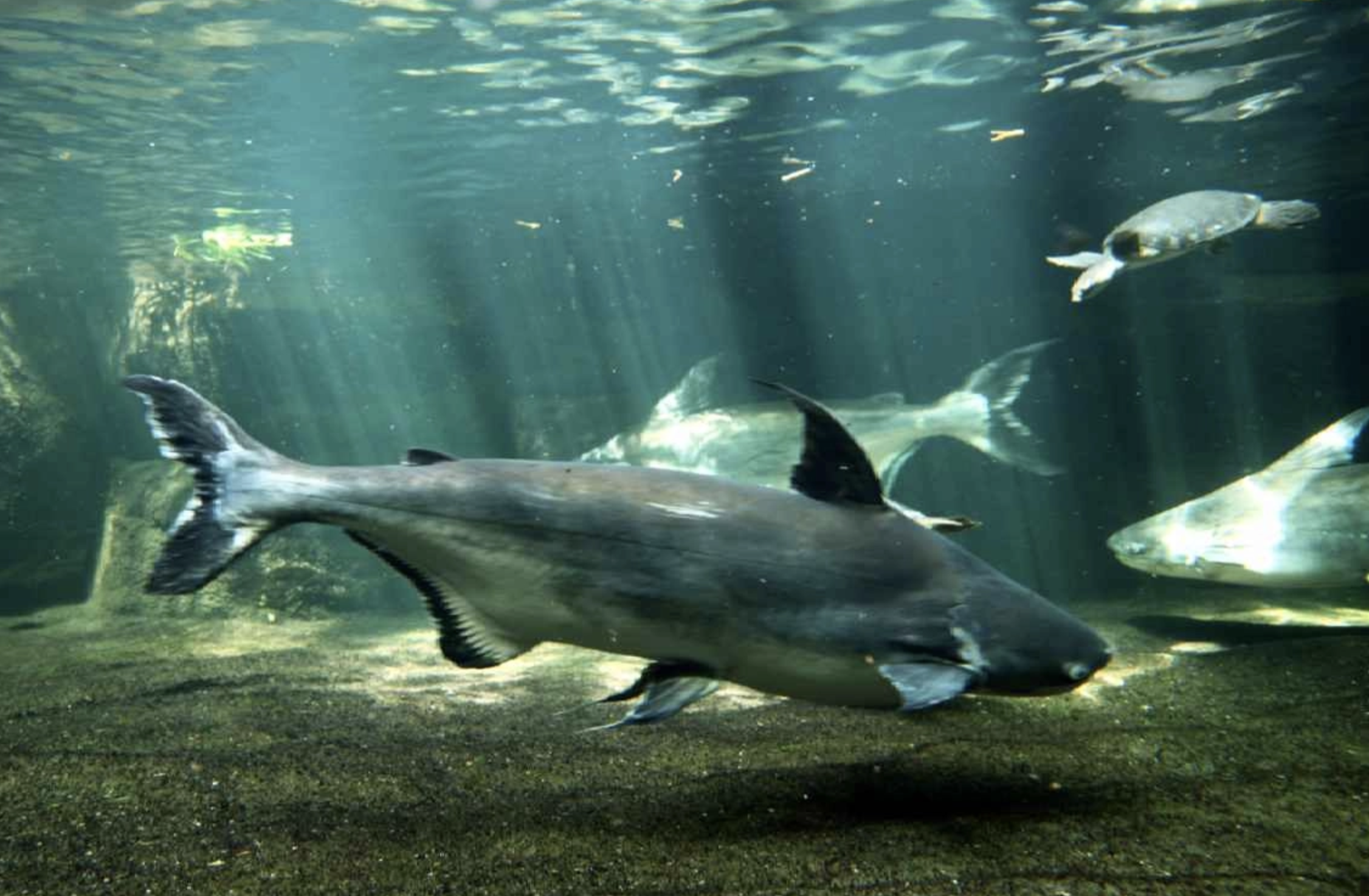 湄公河巨型鲶鱼